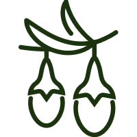 buckthorn removal icon