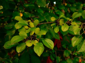 buckthorn removal services