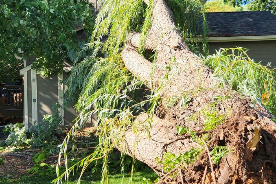 fallen tree on top of house roof