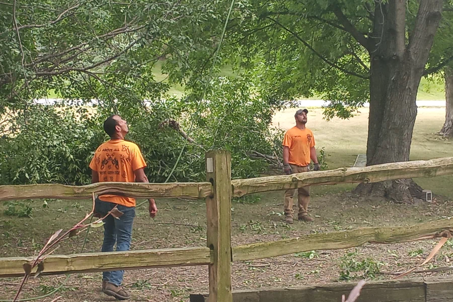 two man looking up for tree service